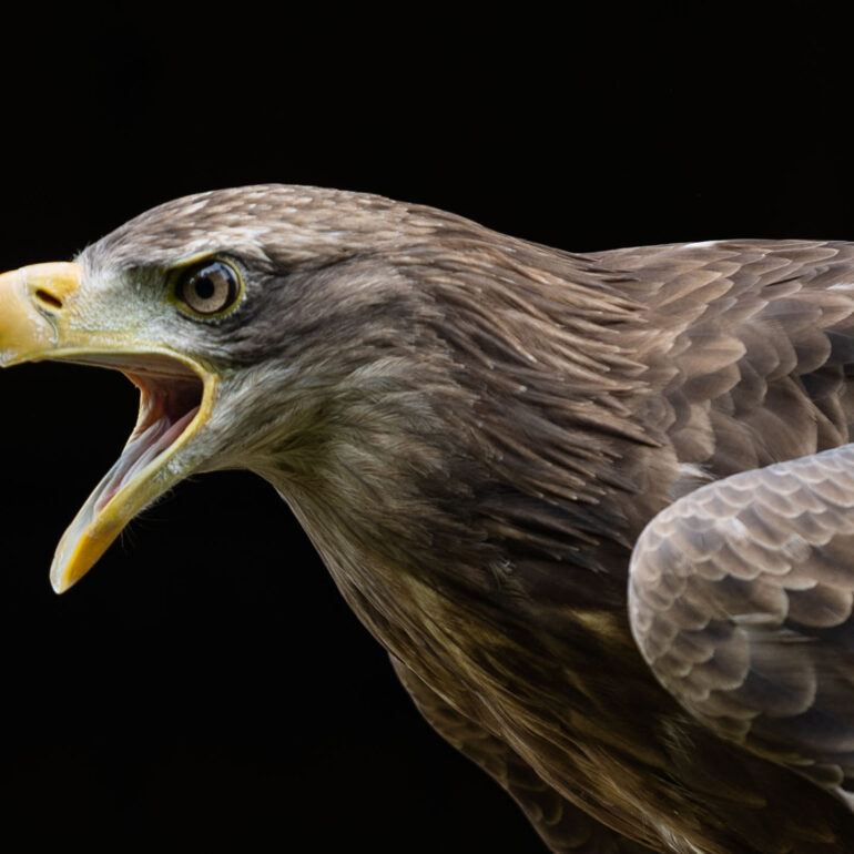 Adler im Tierpark Sababurg
