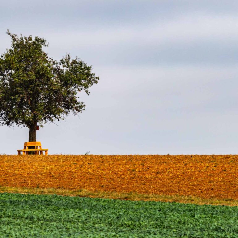 Der einsame Baum, Pfalz