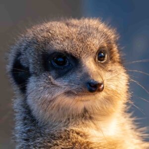 Erdmännchen im Kölner Zoo