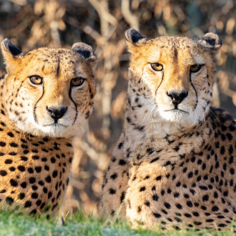 Gepardenpaar im Kölner Zoo