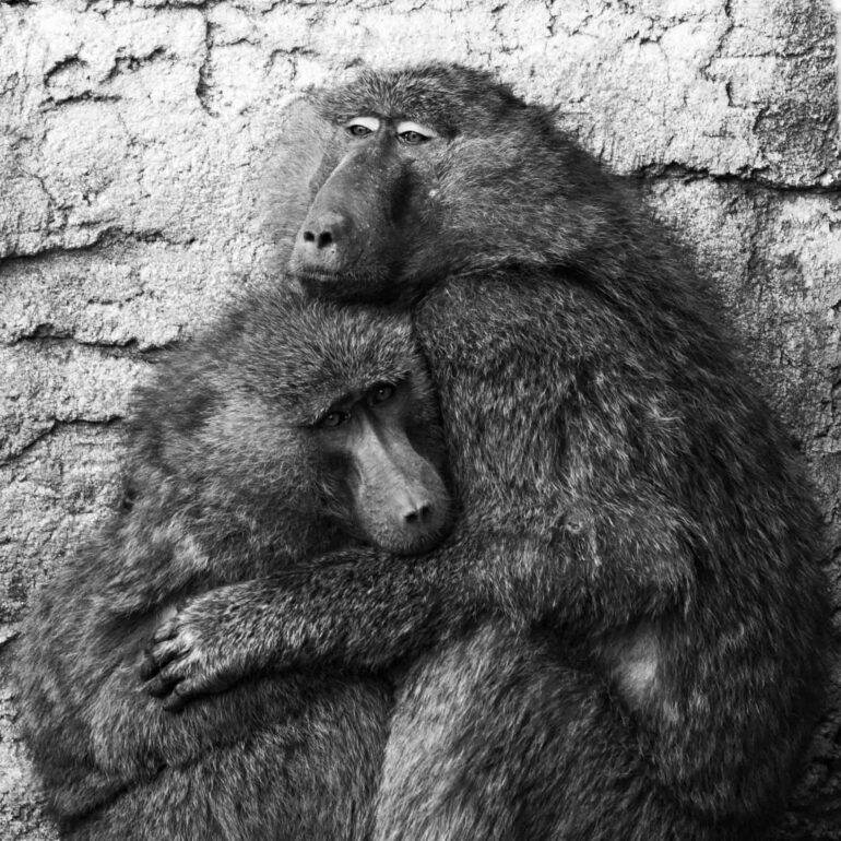 Paviane im Zoom, Gelsenkirchen