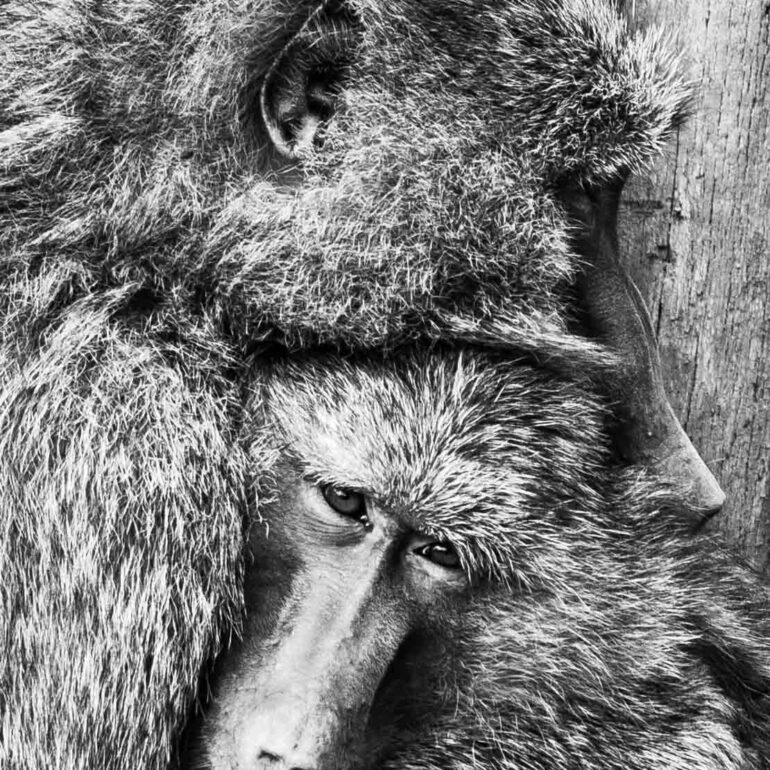 Paviane im Zoom, Gelsenkirchen