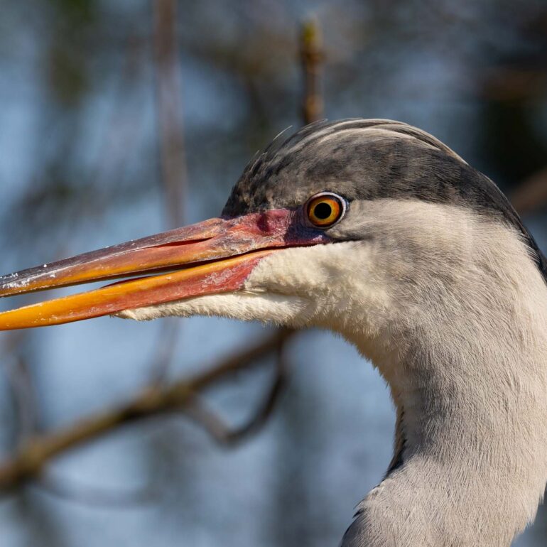 Reiher im Zoom, Gelsenkirchen