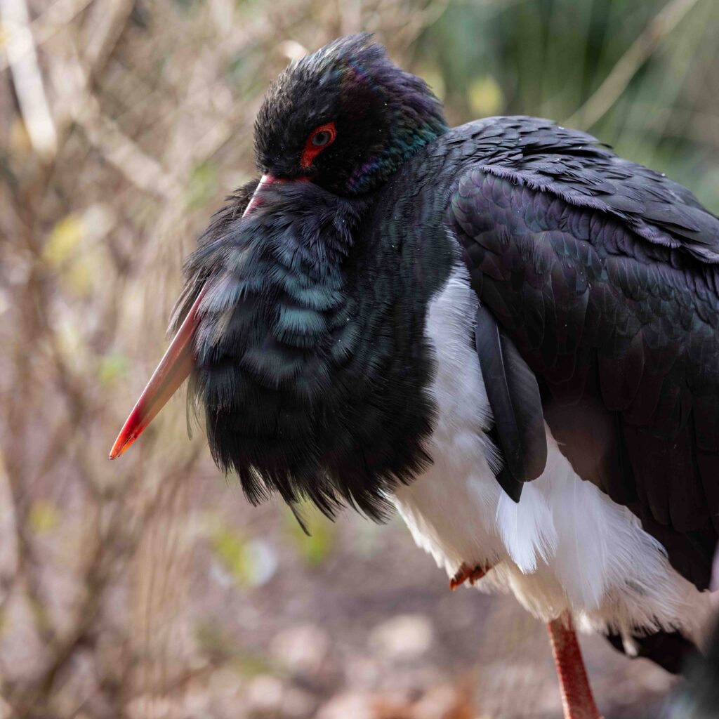 Schwarzstorch im Kölner Zoo