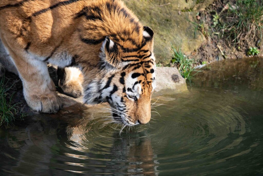 Tiger im Zoom, Gelsenkirchen