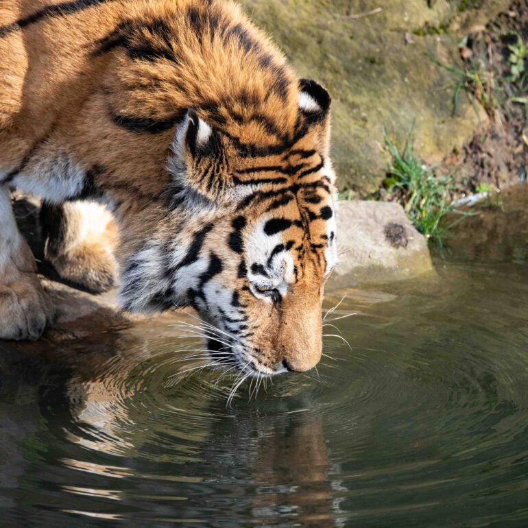 Tiger im Zoom, Gelsenkirchen