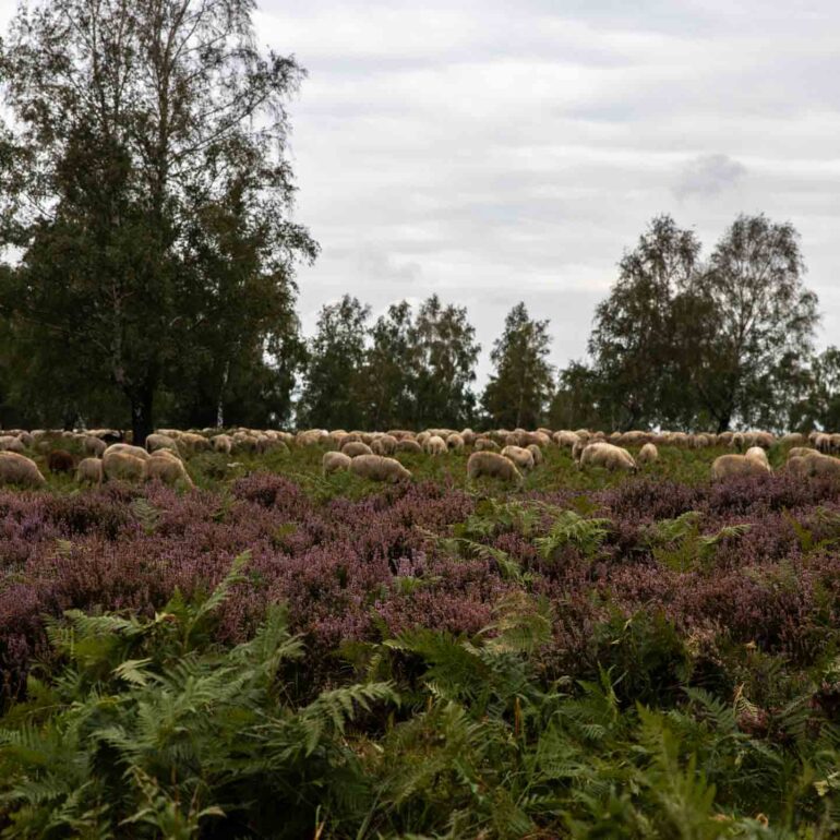 Impression der Etappen 1-4 Kornelimünster - Gemünd