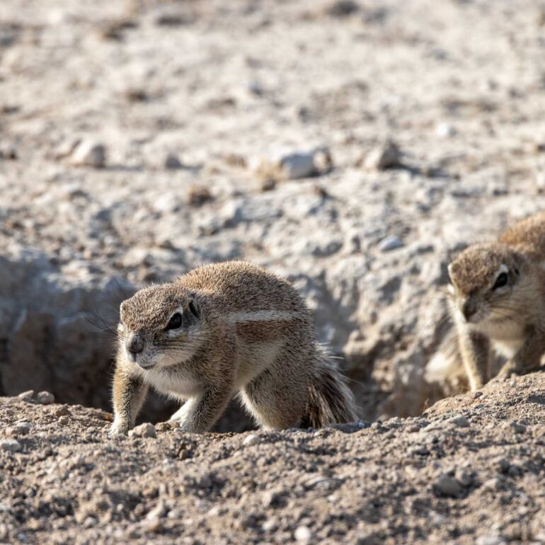 Etosha Nationalpark, Namibia
