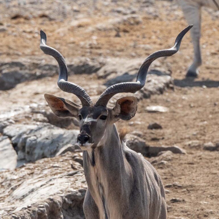 Etosha Nationalpark, Namibia