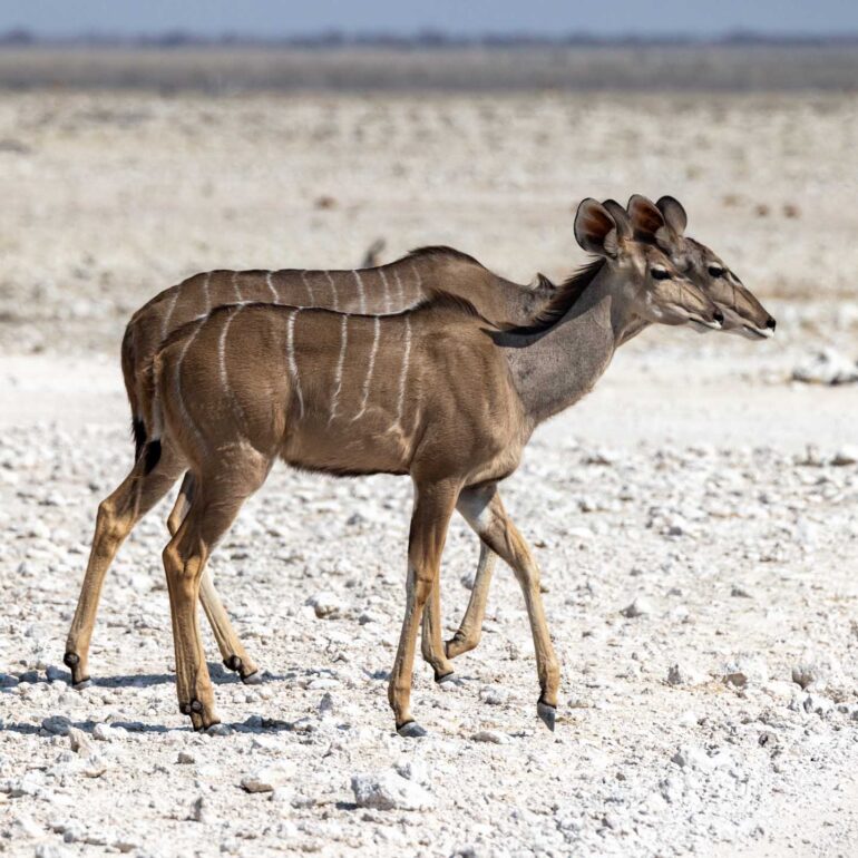 Etosha Nationalpark, Namibia