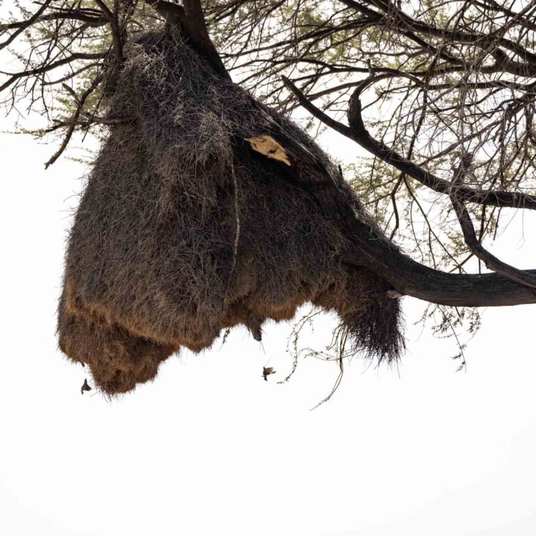 Etosha Nationalpark, Namibia