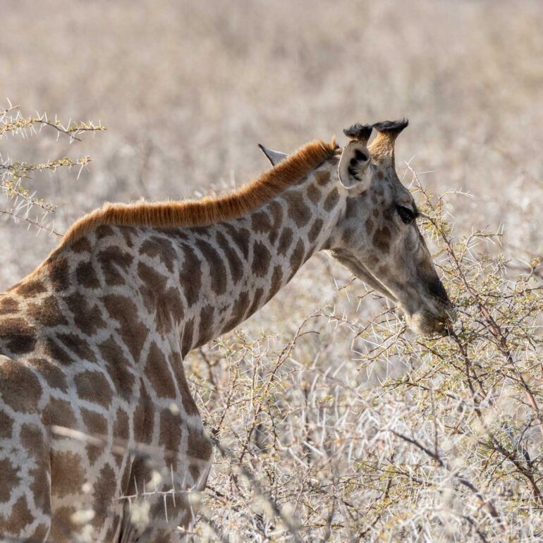 Etosha Nationalpark, Namibia
