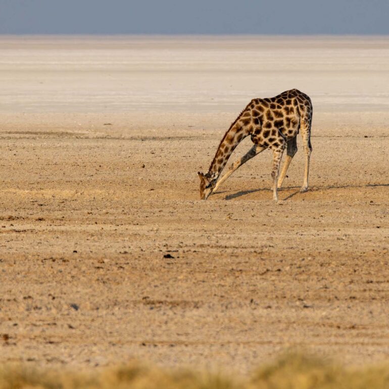 Etosha Nationalpark, Namibia