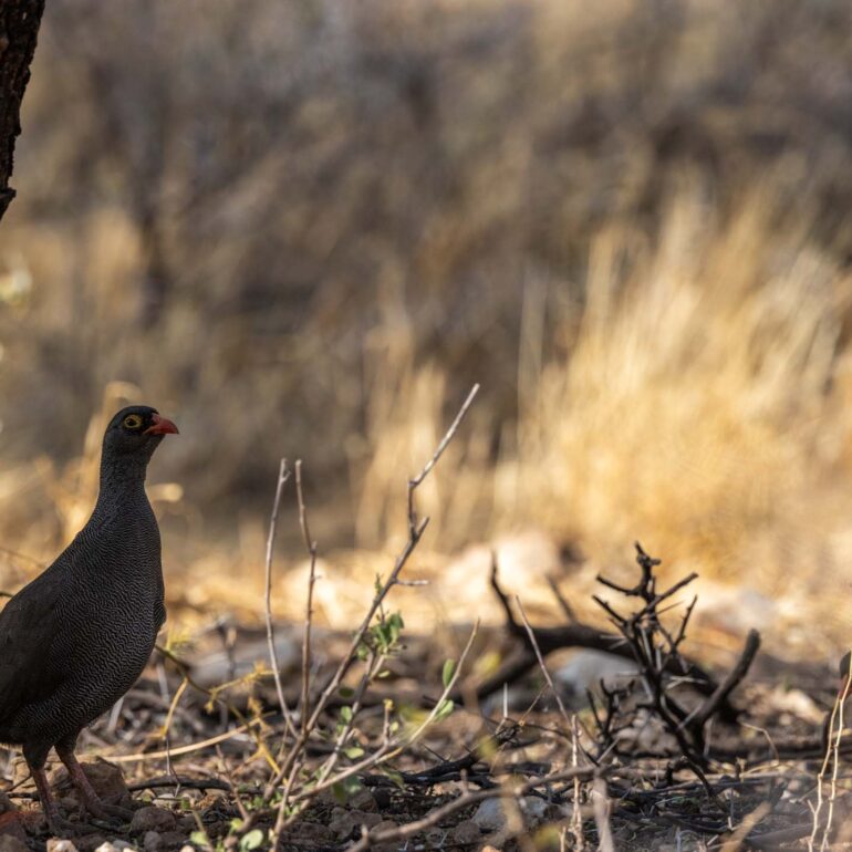 Onjala Lodge, Namibia