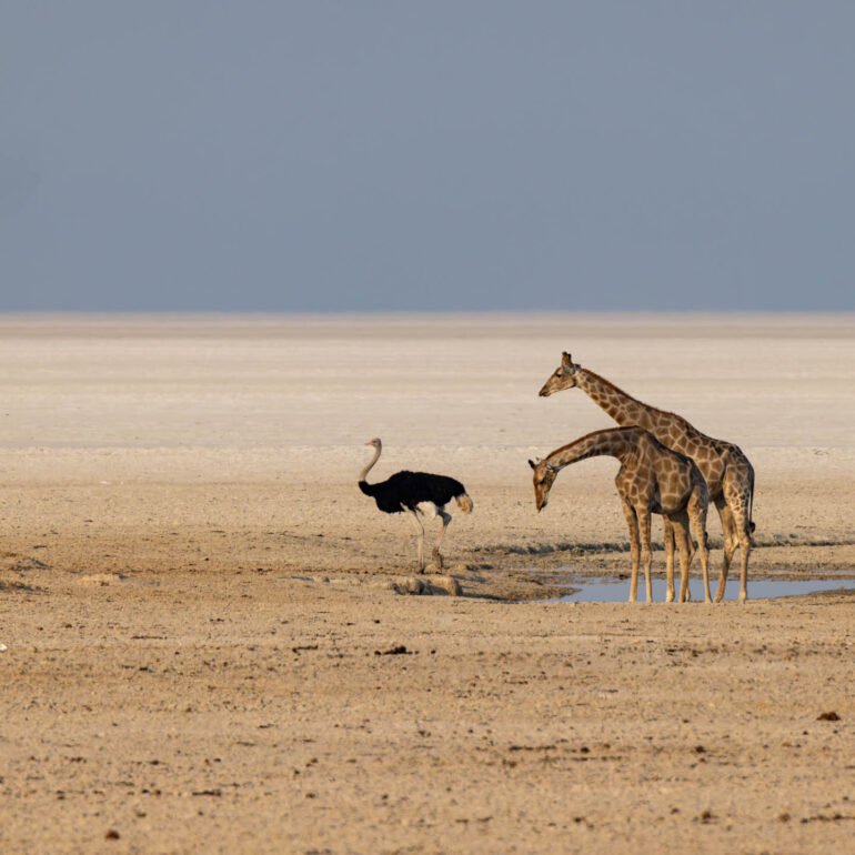 Etosha Nationalpark, Namibia