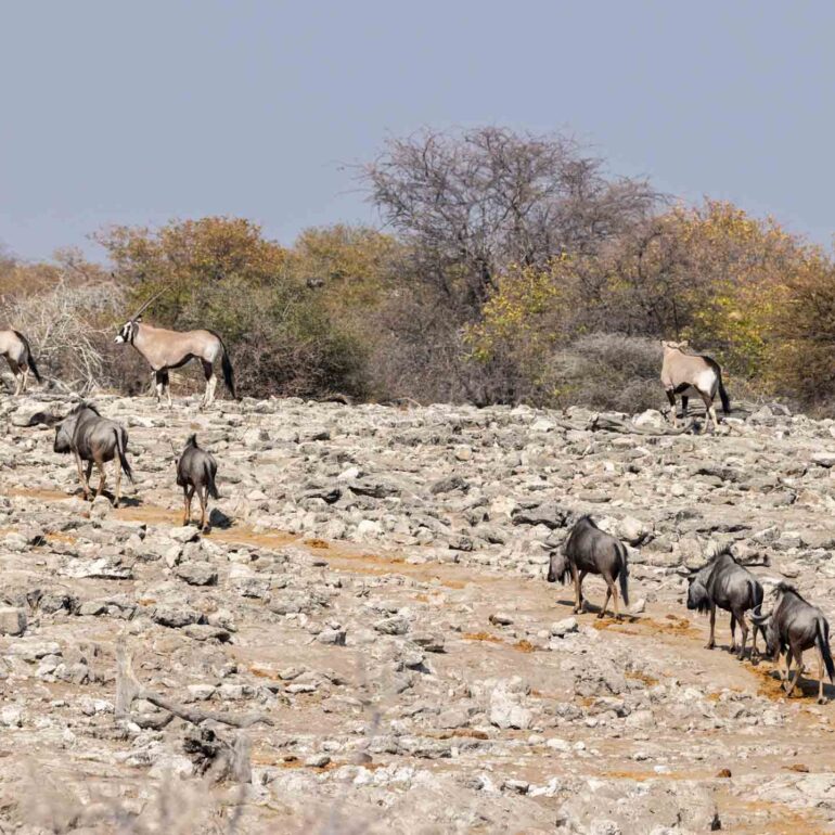 Etosha Nationalpark, Namibia