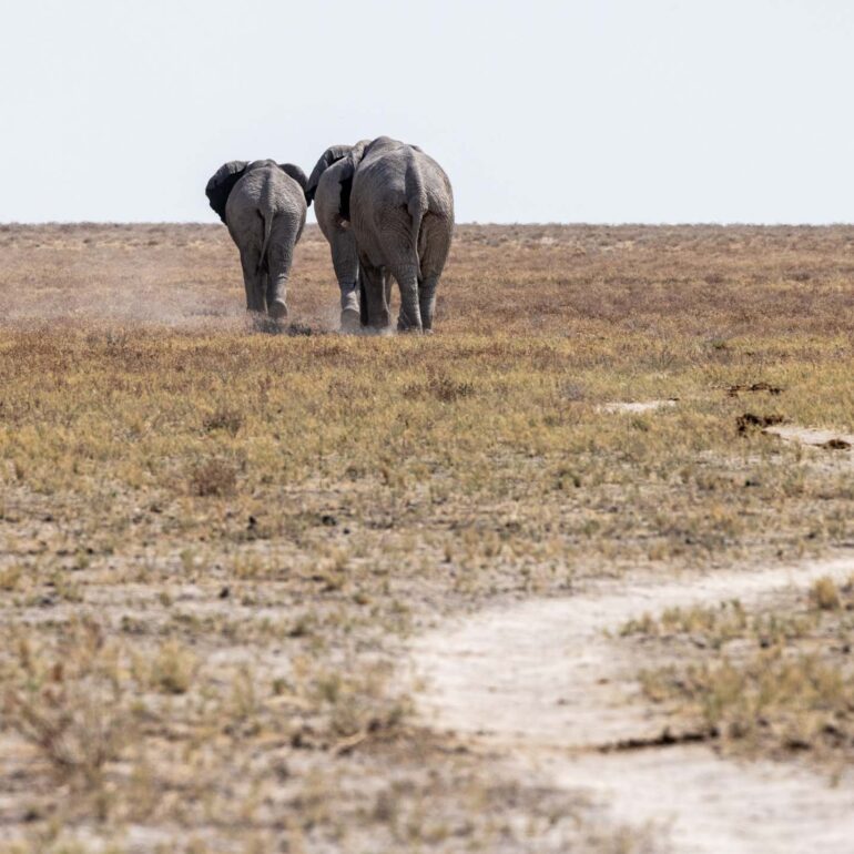 Etosha Nationalpark, Namibia