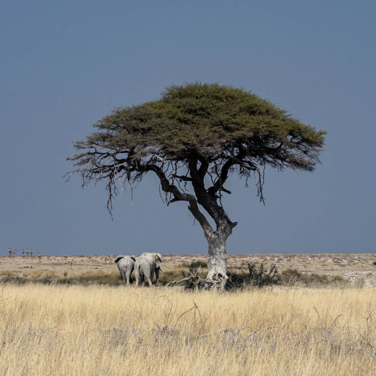 Etosha Nationalpark, Namibia