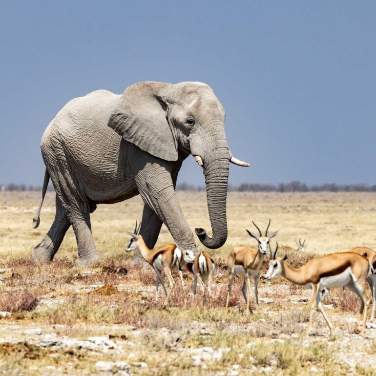 Etosha Nationalpark, Namibia