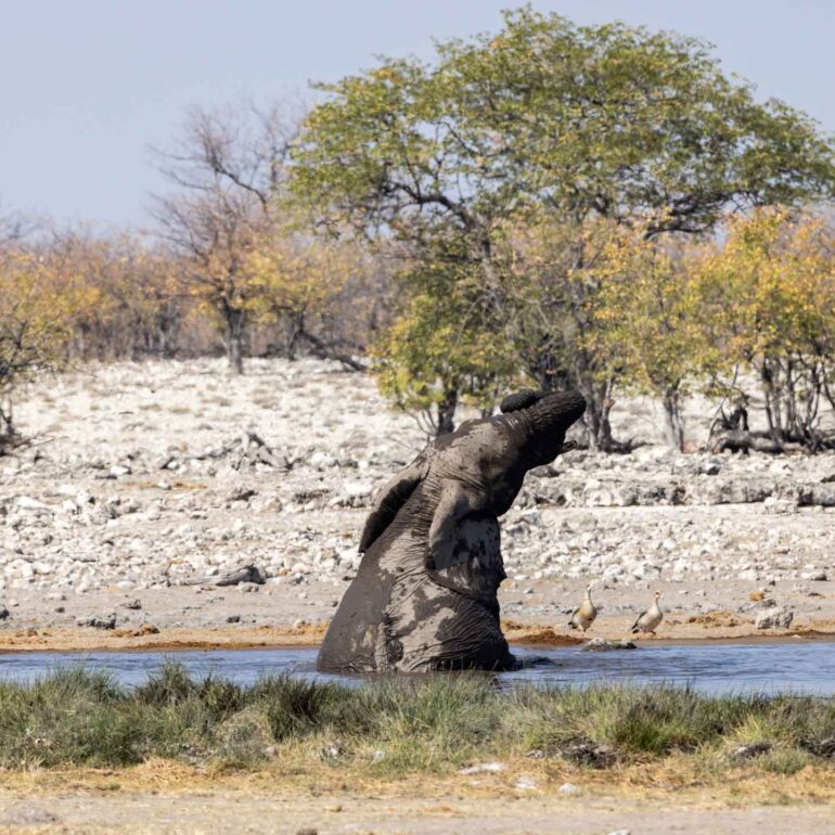 Etosha Nationalpark, Namibia