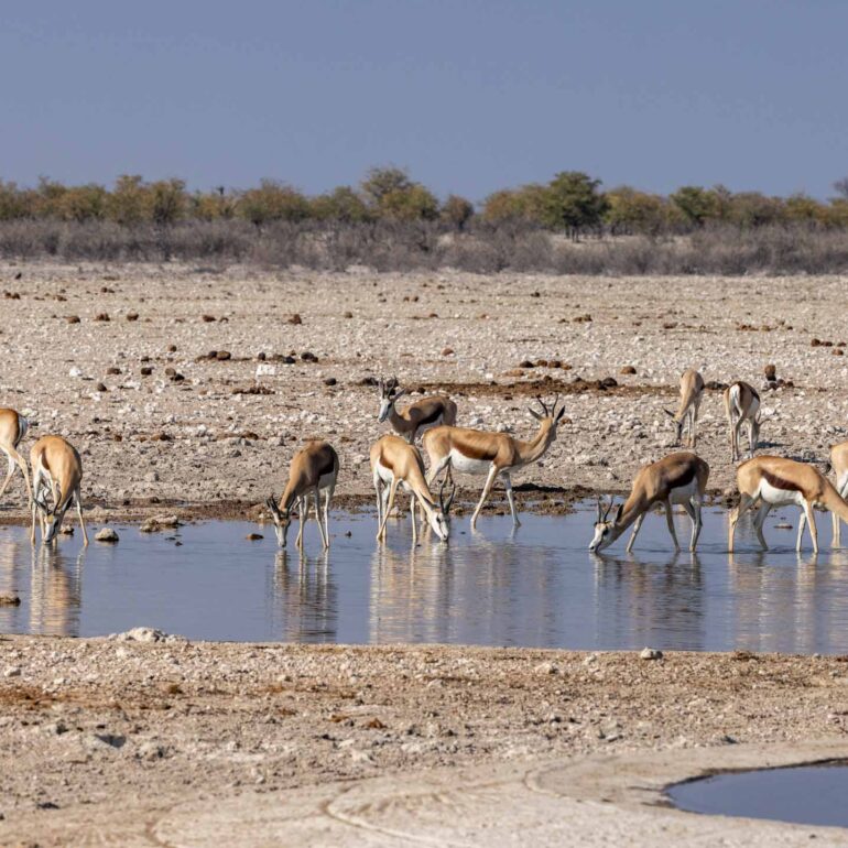 Etosha Nationalpark, Namibia