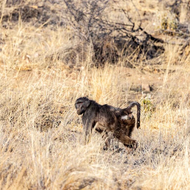 Onjala Lodge, Namibia