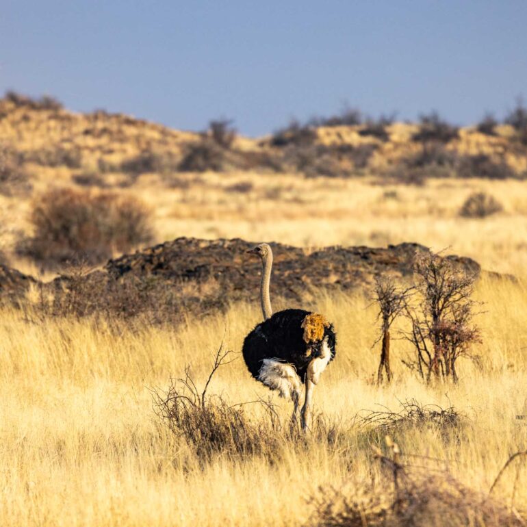 Onjala Lodge, Namibia