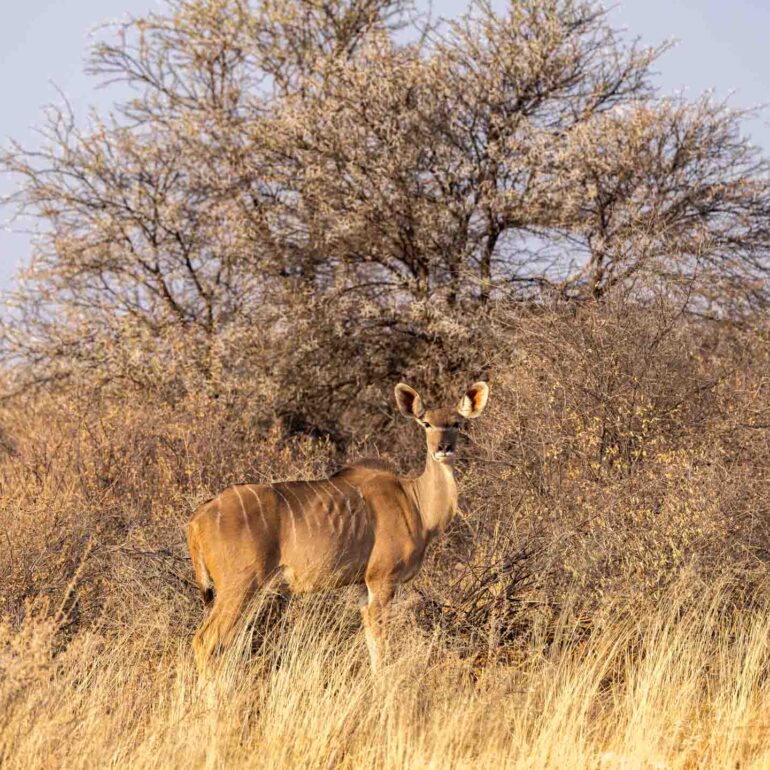 Onjala Lodge Namibia