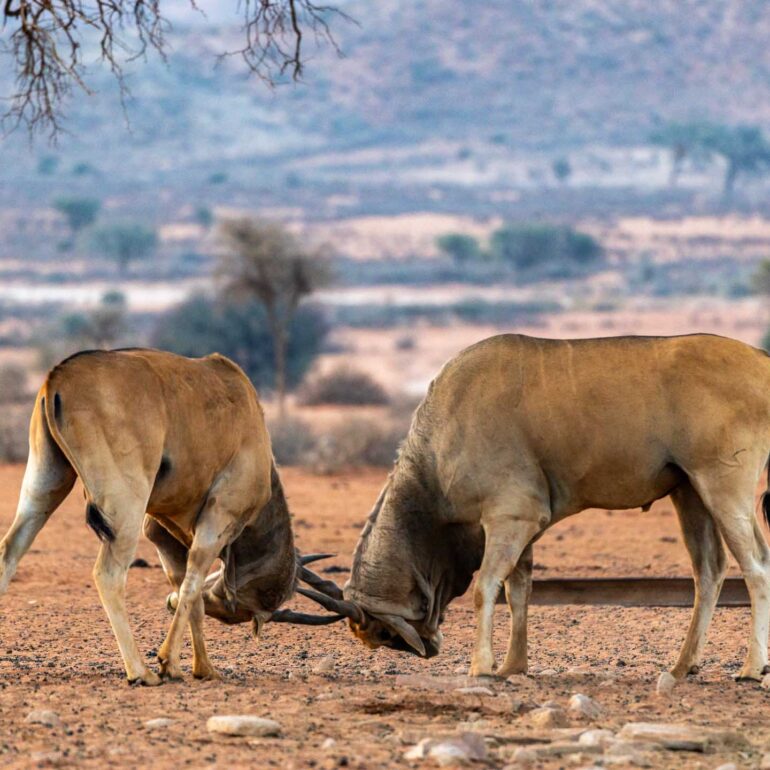We-Kebi Lodge, Namibia