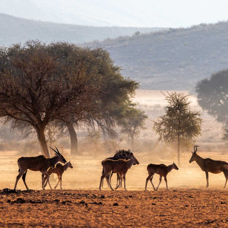 We-Kebi Lodge, Namibia