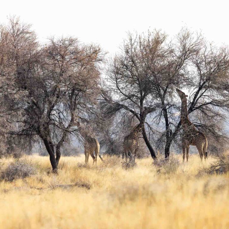 Onjala lodge, Namibia