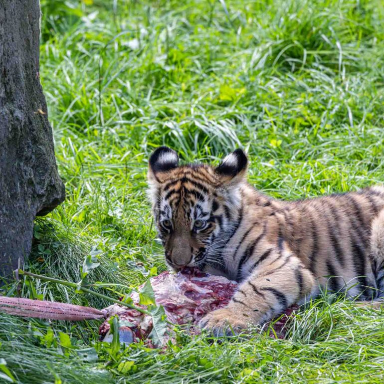 Tigerbaby im Kölner Zoo