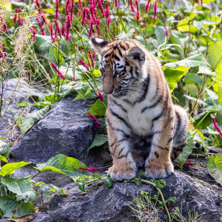Tigerbaby im Kölner Zoo
