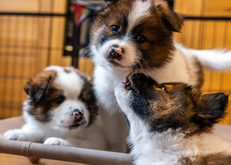 Henry (Archer), Abby, Sammy