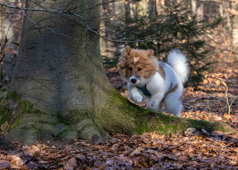 Elo Rüde Sammy