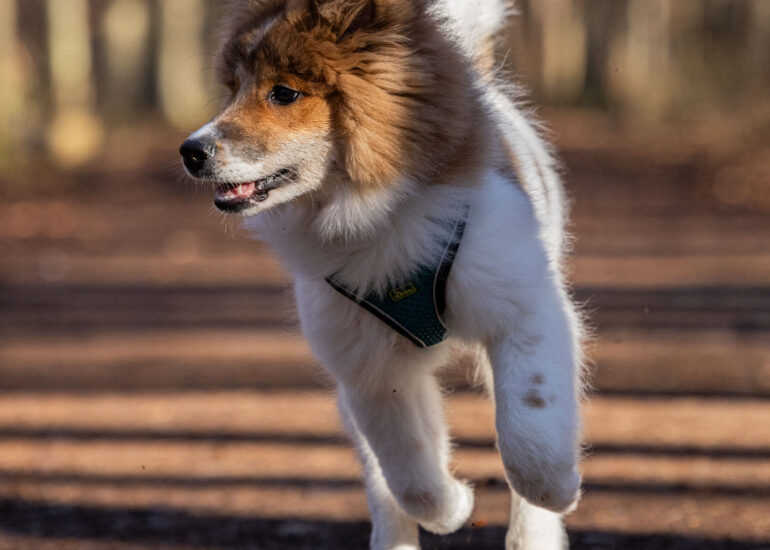 Elo Rüde Sammy